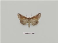 藏品(印華波紋蛾)的圖片